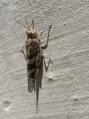 Trimerotropis pallidipennis