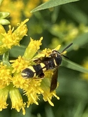 Leucospis affinis