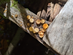 Crucibulum laeve