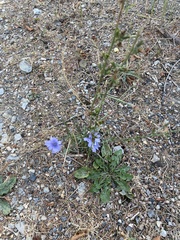Cichorium intybus intybus