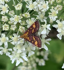 Pyrausta purpuralis