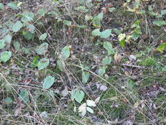 Maianthemum bifolium
