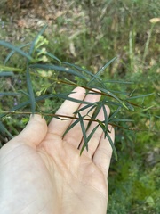 Zieria laxiflora