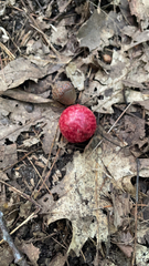 Amphibolips quercusjuglans
