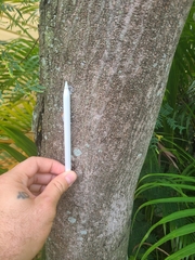 Leucaena leucocephala