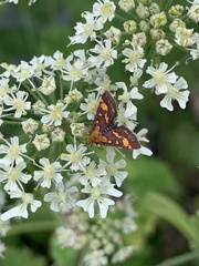 Pyrausta purpuralis