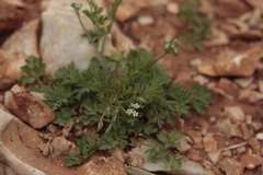 Bifora testiculata