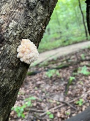 Hericium