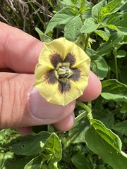 Physalis longifolia