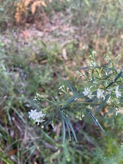 Zieria laxiflora