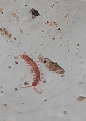 Lithobius forficatus