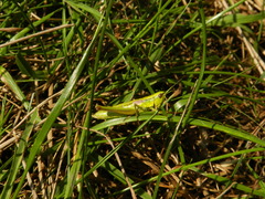 Euthystira brachyptera