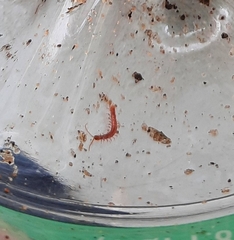 Lithobius forficatus