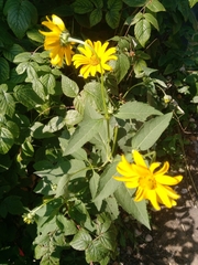 Helianthus tuberosus