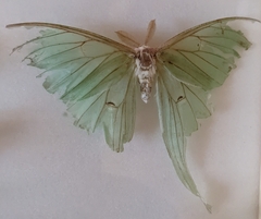 Actias luna