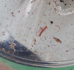 Lithobius forficatus