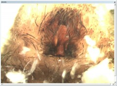 Alopecosa pulverulenta