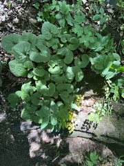 Asarum canadense