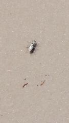 Habroscelimorpha dorsalis