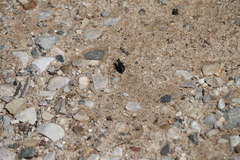 Cicindela punctulata