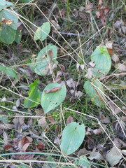Maianthemum bifolium