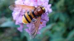 Volucella zonaria