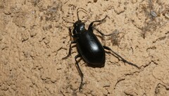 Calosoma