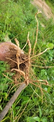Helianthus tuberosus