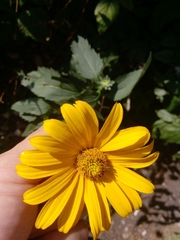 Helianthus tuberosus