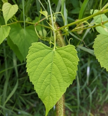 Ampelopsis cordata