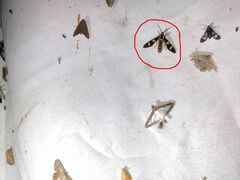 Phoenicoprocta hampsonii