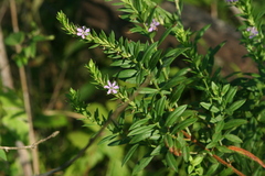 Lythrum alatum lanceolatum