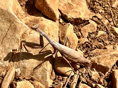 Schizomantodea
