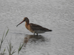 Limosa limosa