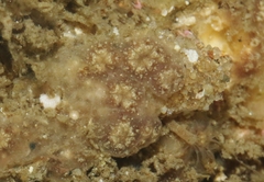 Botryllus schlosseri