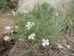 Oenothera pallida