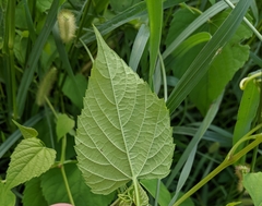 Ampelopsis cordata
