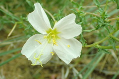 Oenothera pallida
