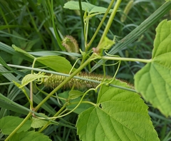 Ampelopsis cordata