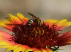 Halictus ligatus