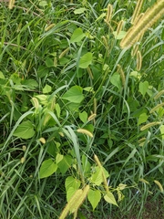 Ampelopsis cordata