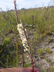 Struthiola