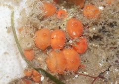 Metandrocarpa taylori