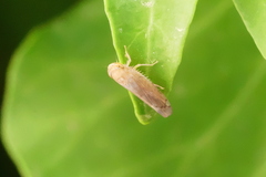 Synophropsis lauri