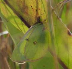 Colias philodice