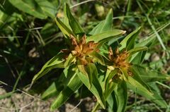 Gentiana cruciata cruciata