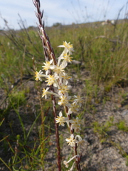 Struthiola