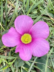 Oxalis purpurea