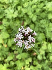 Valeriana