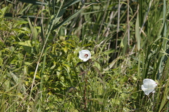 Hibiscus moscheutos